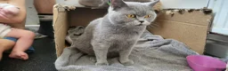 British Shorthair cats for sale: Stunning British shorthair kittens in Saxmundham - Advert 5