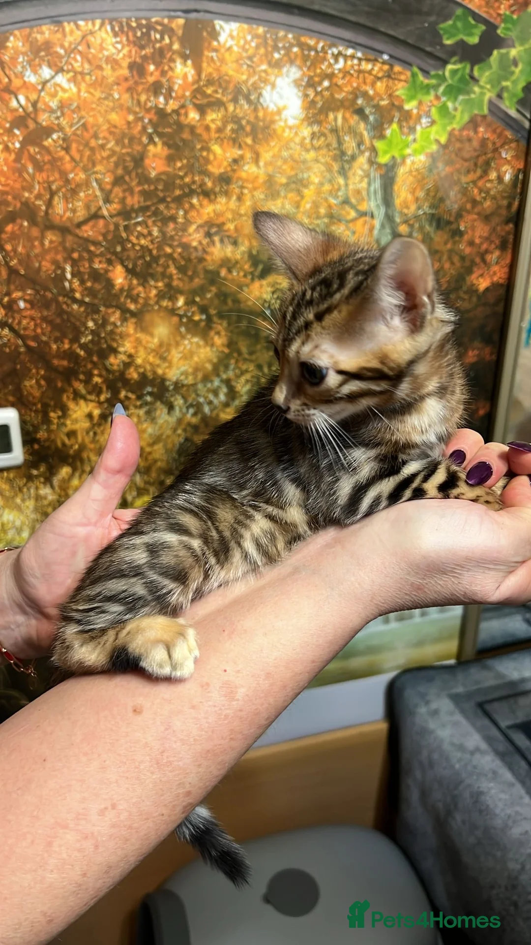 Bengal cats for sale: Pure Bengal kittens for sale just 2 boys left.  - Advert 9