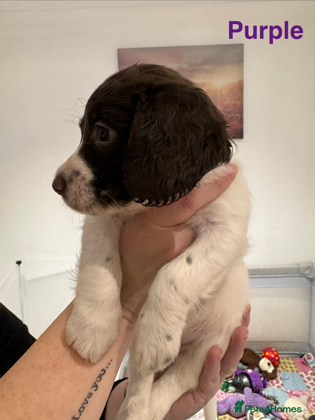 English Springer Spaniel dogs for sale: English Springer Spaniel Pups.  - Advert 12