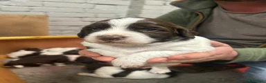 English Springer Spaniel 1