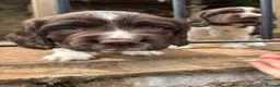English Springer Spaniel dogs for sale:   Stunning Liver & White Springer Spaniel  Puppies - Advert 8