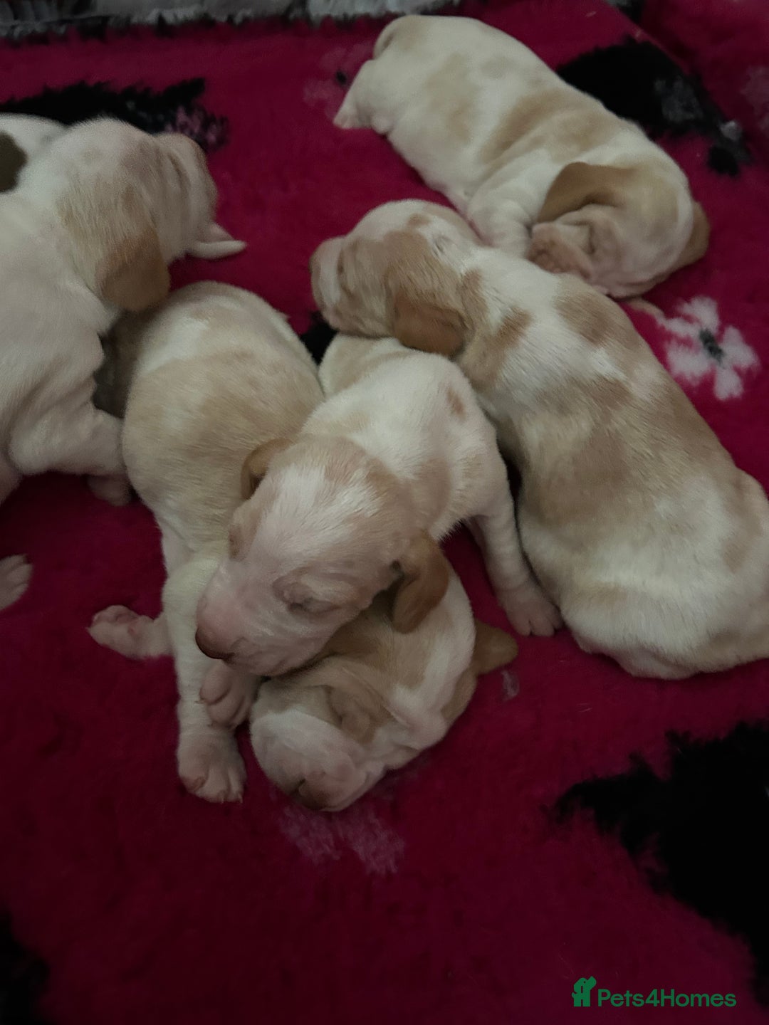 Bracco Italiano dogs for sale: Adorable Bracco Puppies Due 3rd October  - Image 16