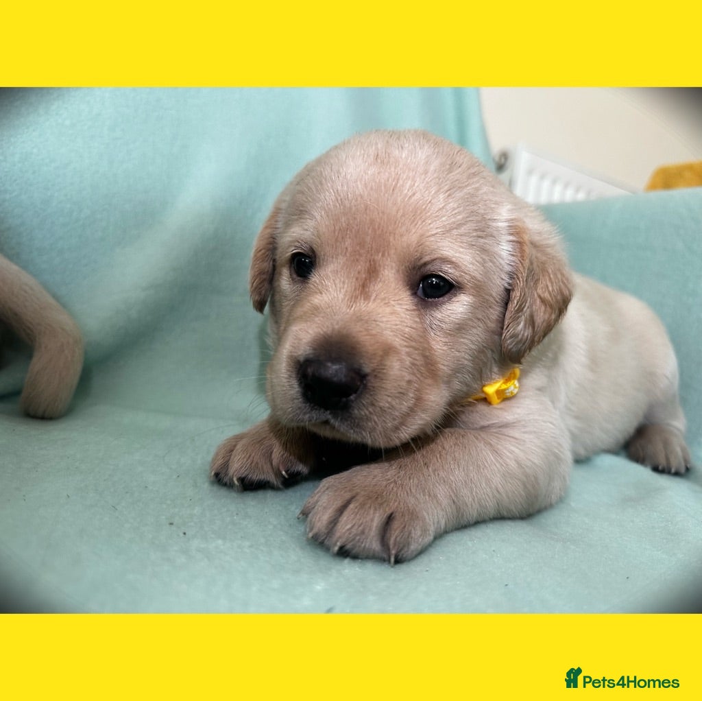 Goldador dogs *Gorgeous Goldador puppies* - Advert 1