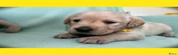 Goldador dogs for sale: *Gorgeous Goldador puppies* in Rotherham - Advert 12