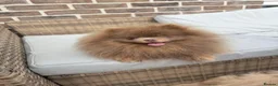 Pomeranian dogs for sale: Exclusive lilac tan true type teddy bear  - Advert 18