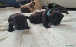French Bulldog dogs for sale: 2 Girls and 4 Boys - Image 15