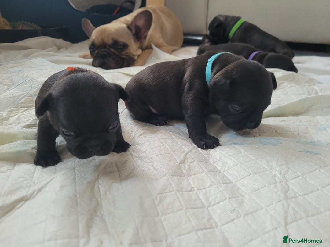 French Bulldog dogs for sale: 2 Girls and 4 Boys - Image 15