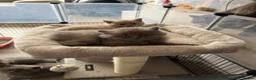 British Shorthair cats for sale: British short hair kittens - Advert 16