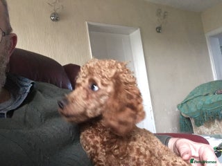 Toy Poodle dogs in Carlisle - Advert 3