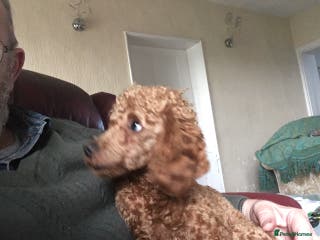 Toy Poodle dogs High health status red toy poodle. KC.reg in Carlisle - Advert 6