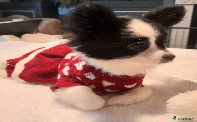 Mixed Breed dogs Adorable chion puppies  - Advert 4