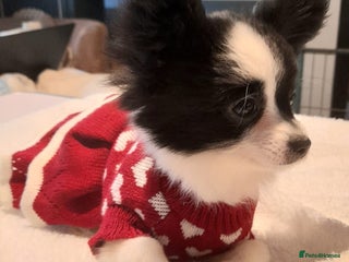 Mixed Breed dogs Adorable chion puppies - Advert 4