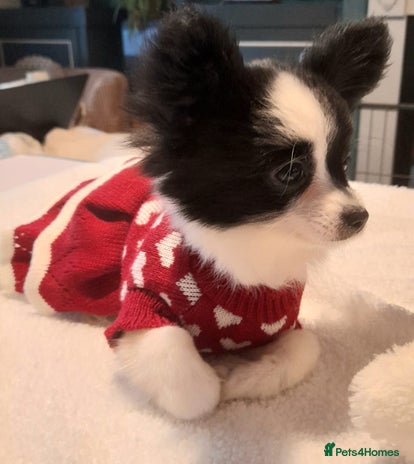 Mixed Breed dogs Adorable chion puppies - Advert 4