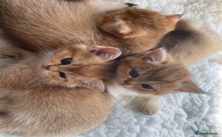 British Shorthair cats - Advert 16