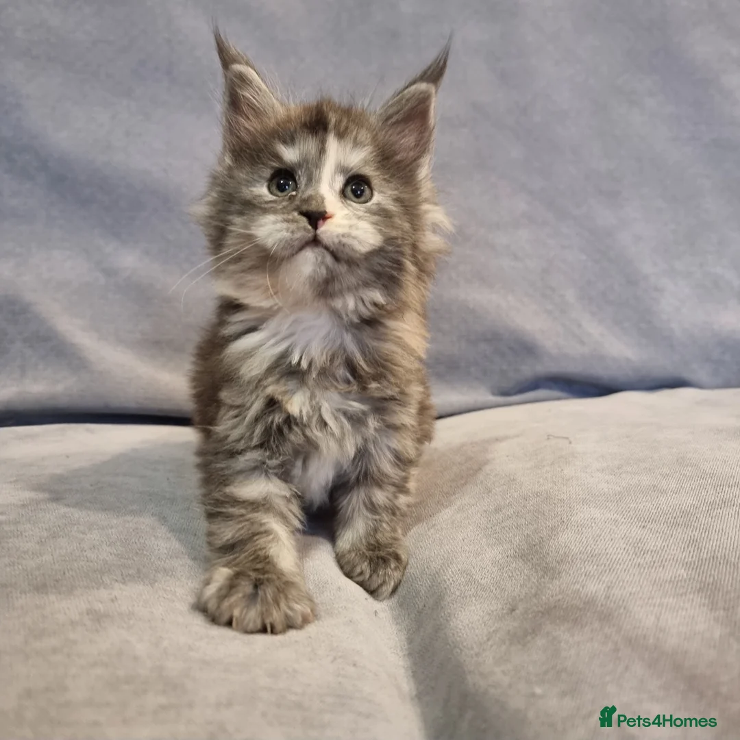 Maine Coon cats for sale: Gorgeous TICA register kittens - Advert 8