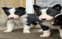 Border Collie dogs for sale: Border collie pups  - Image 22