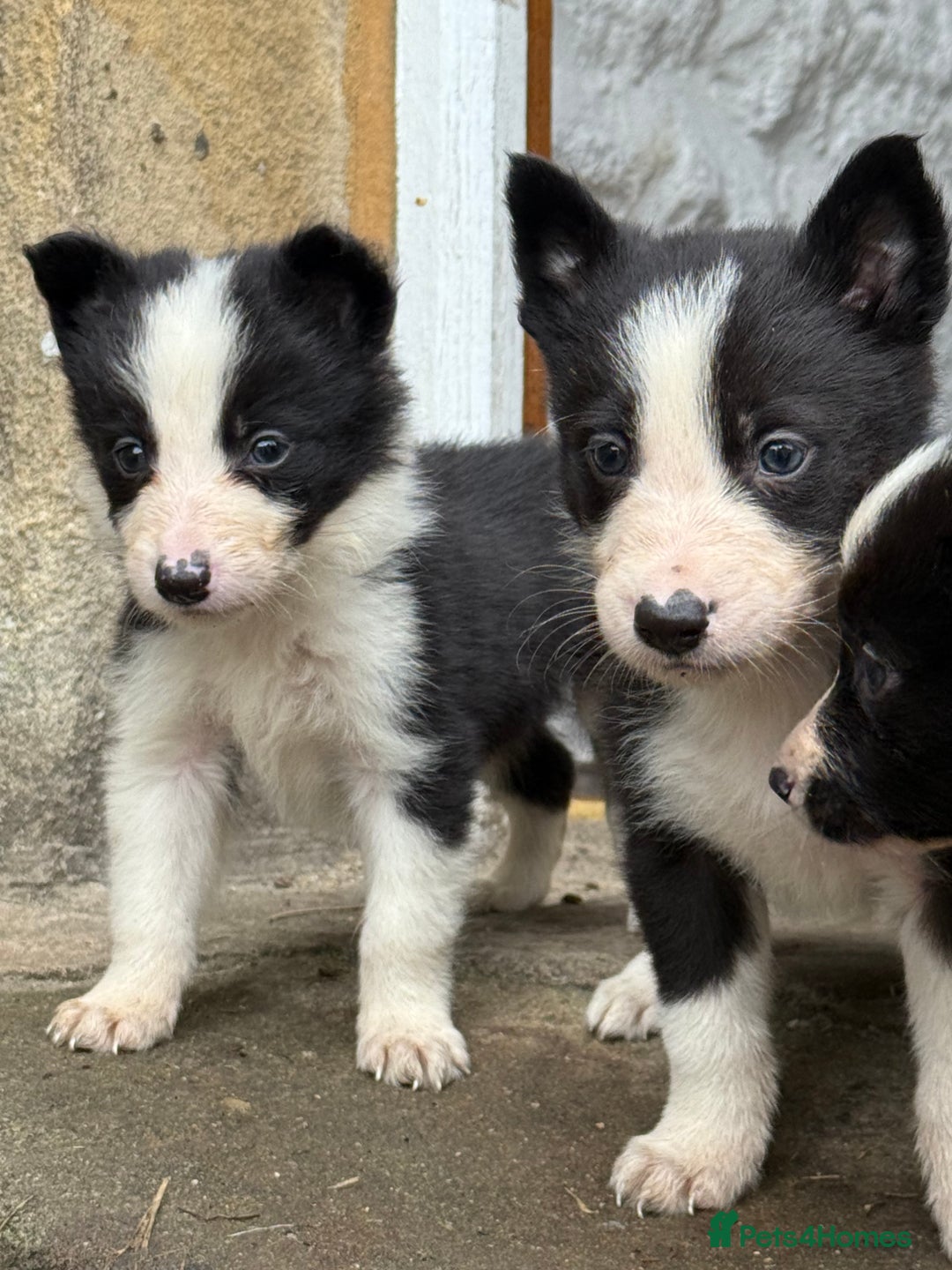 Border Collie dogs for sale: Border collie pups  - Image 22