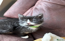 British Shorthair cats for sale: Gorgeous British Shorthair Kittens   - Image 14