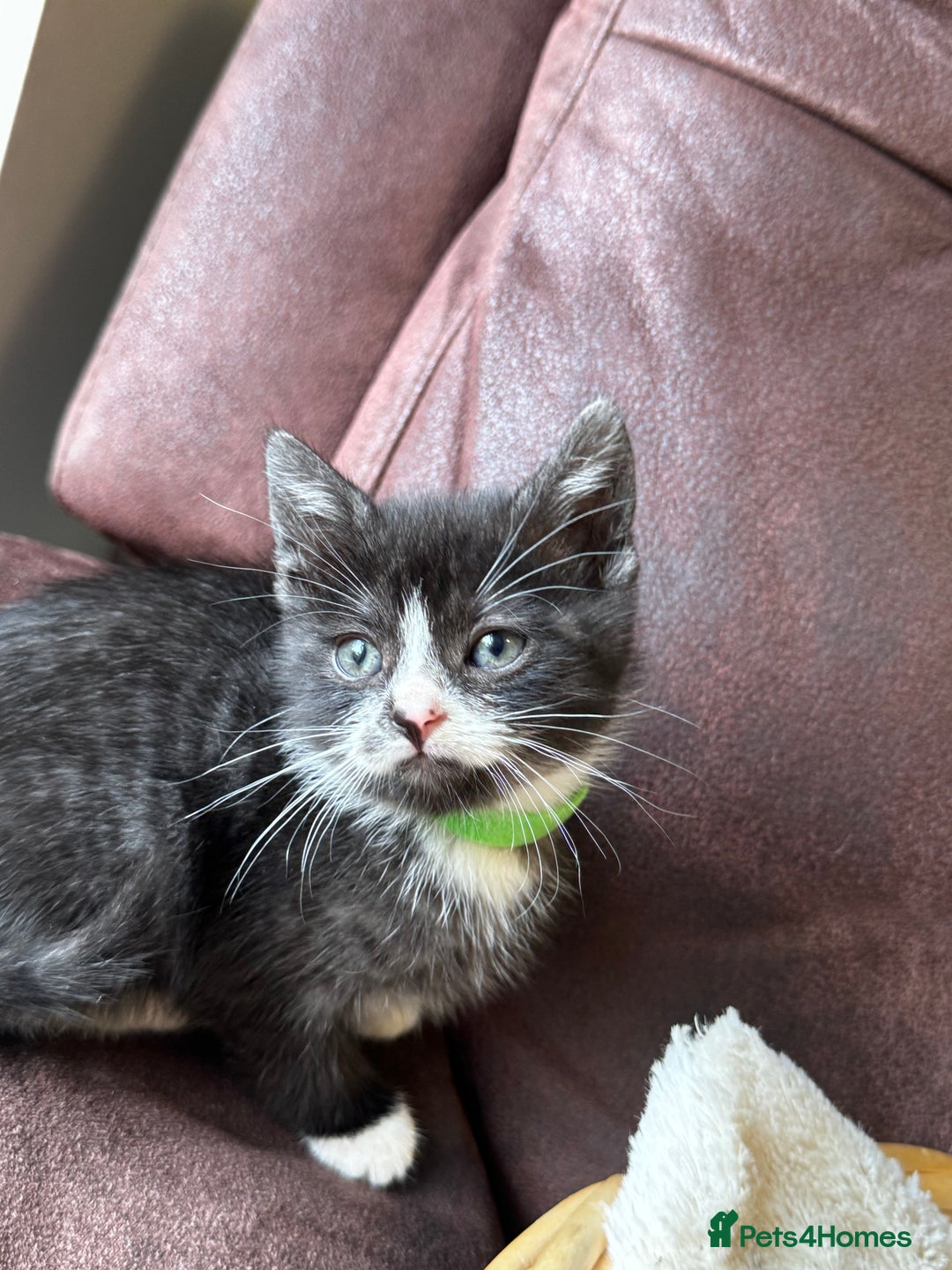 British Shorthair cats for sale: Gorgeous British Shorthair Kittens   - Image 14