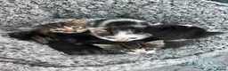 Mixed Breed cats for sale: Mixed breed kittens  - Advert 9
