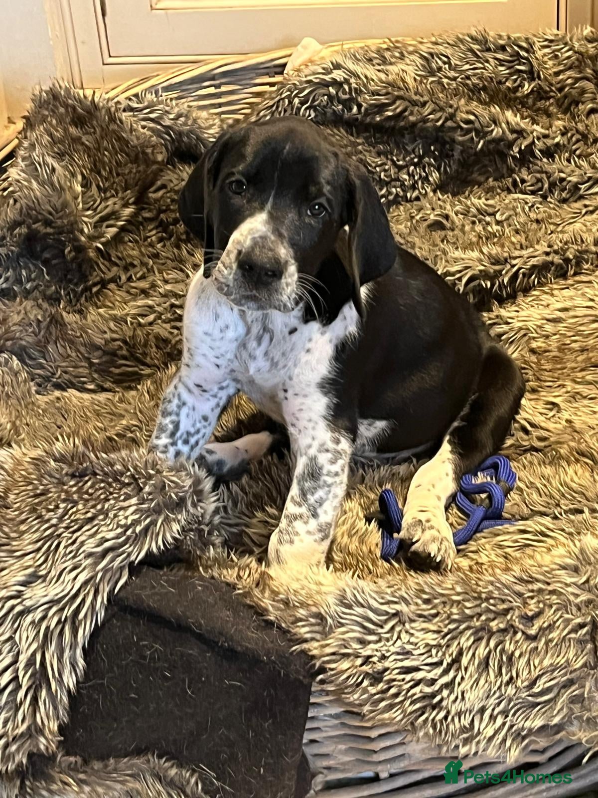 Mixed Breed dogs Great Dane Cross × GSP Pointer Cross Puppies - Advert 2