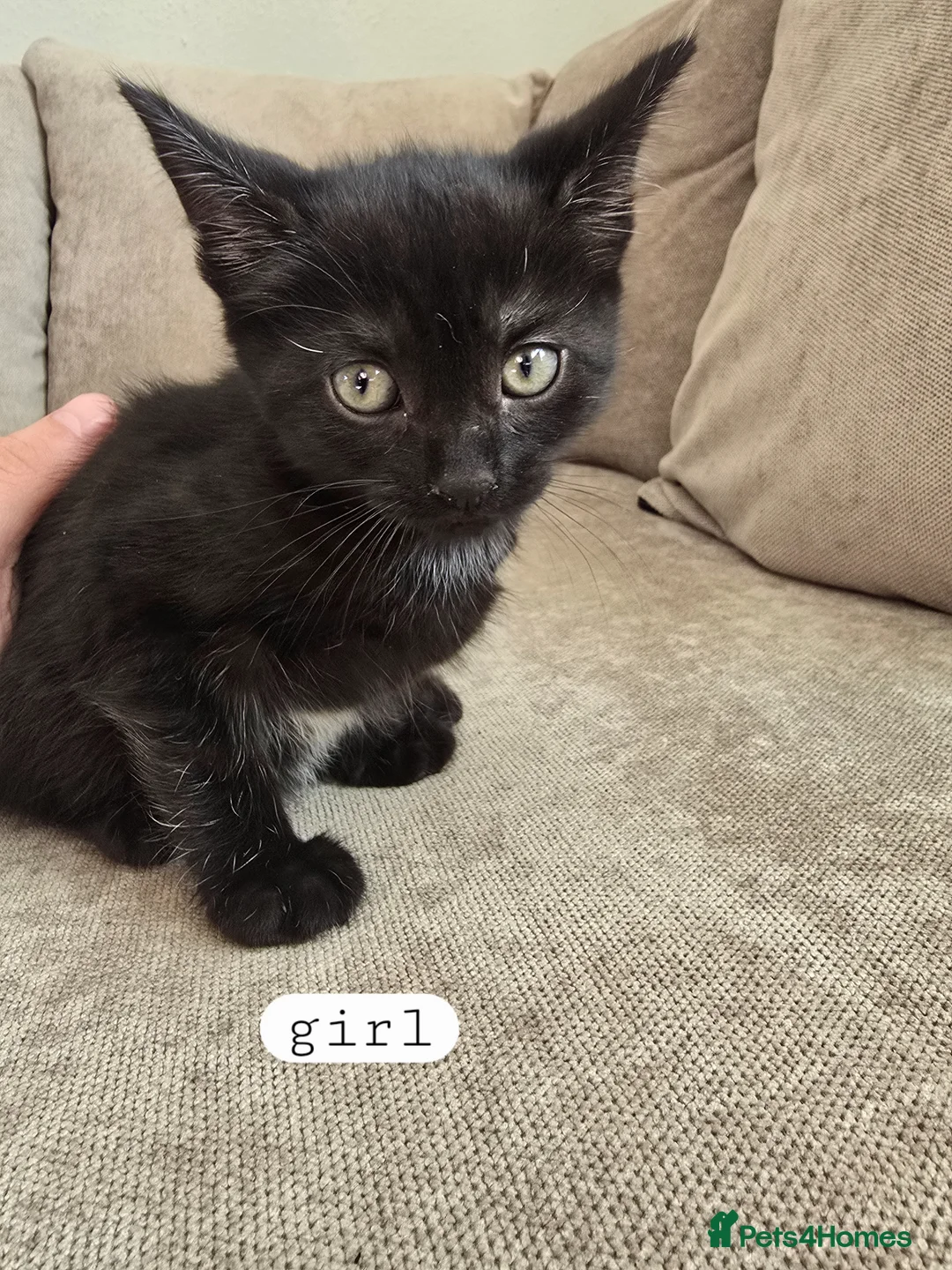 Mixed Breed cats for sale: 5 beautiful kittens - Advert 2