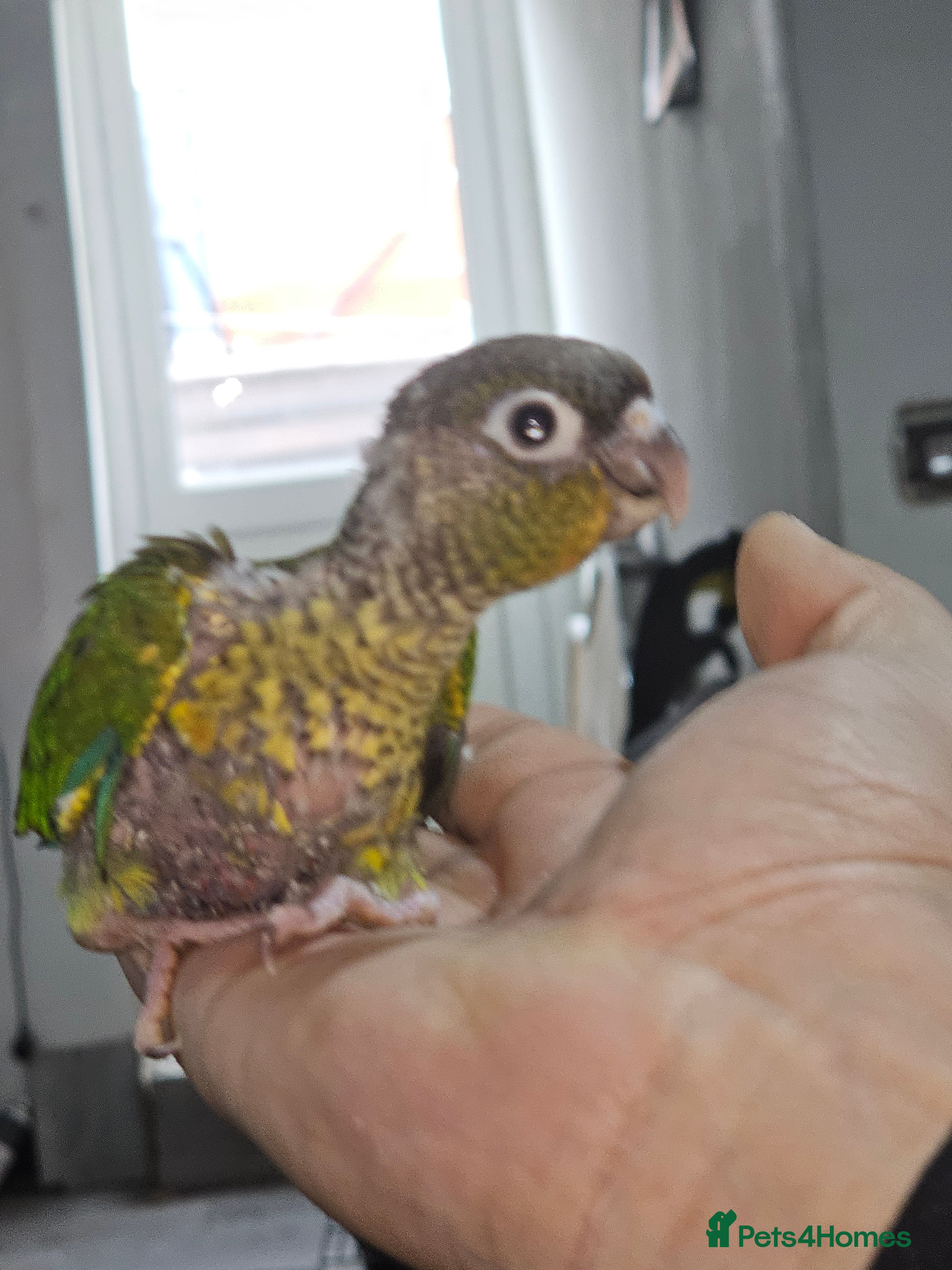 Conures birds Green cheek conuere in Birmingham - Advert 1