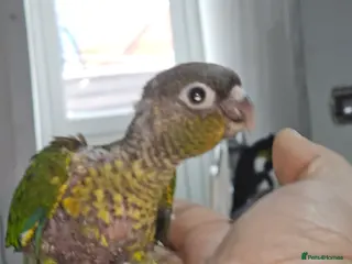 Conures birds Green cheek conuere in Birmingham - Advert 1