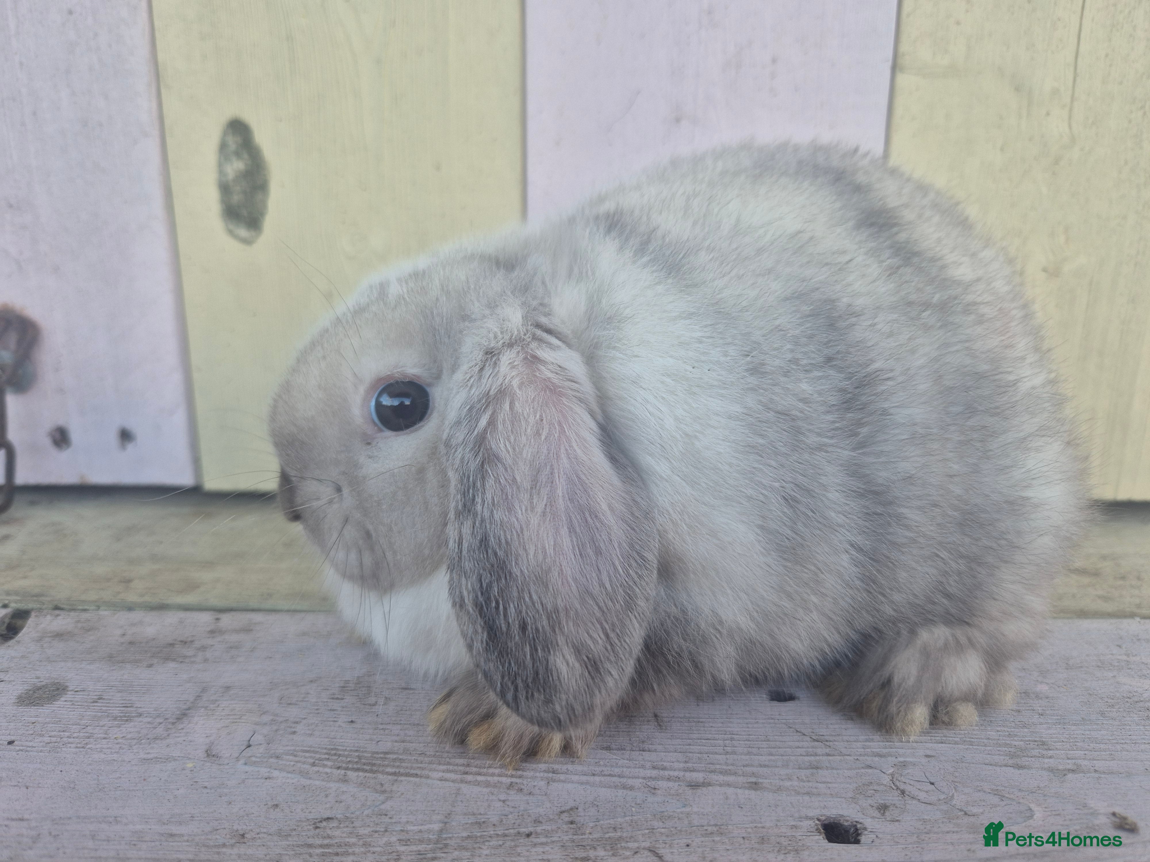 Mini Lop rabbits 💙 Beautiful and friendly mini lop boys 💙 - Advert 6