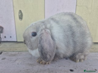 Mini Lop rabbits 💙 Beautiful and friendly mini lop boys 💙 - Advert 14
