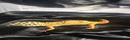 Leopard Gecko reptiles for sale: apollo the gecko + tank and items inside tank in Blackwood - Advert 6
