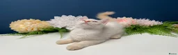 Siberian cats for sale: BEAUTIFUL LYNX POINT X SIBERIAN BABIES  - Advert 5