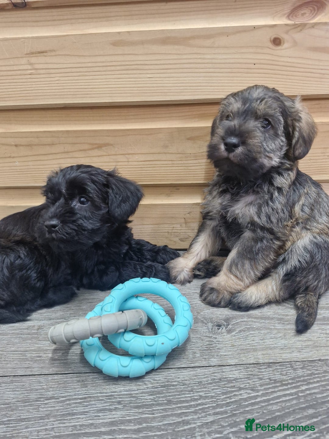 Schnoodle dogs for sale: F1 schnoodle puppies  - Advert 2