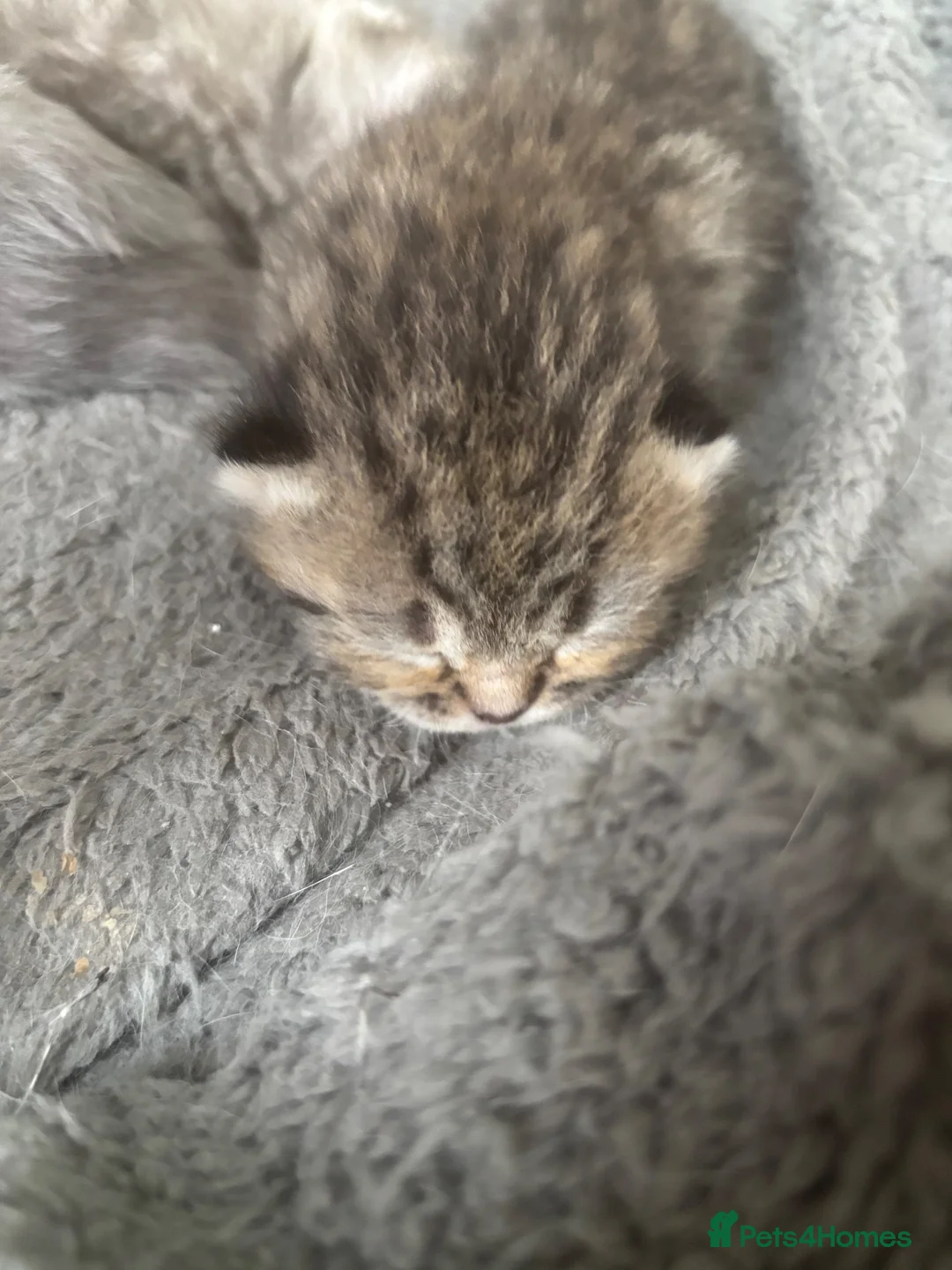 British Longhair cats for sale: British long haired kitten  in Stourbridge - Advert 13