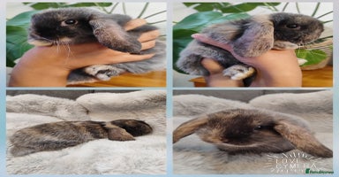 Mini Lop rabbits - Advert 3