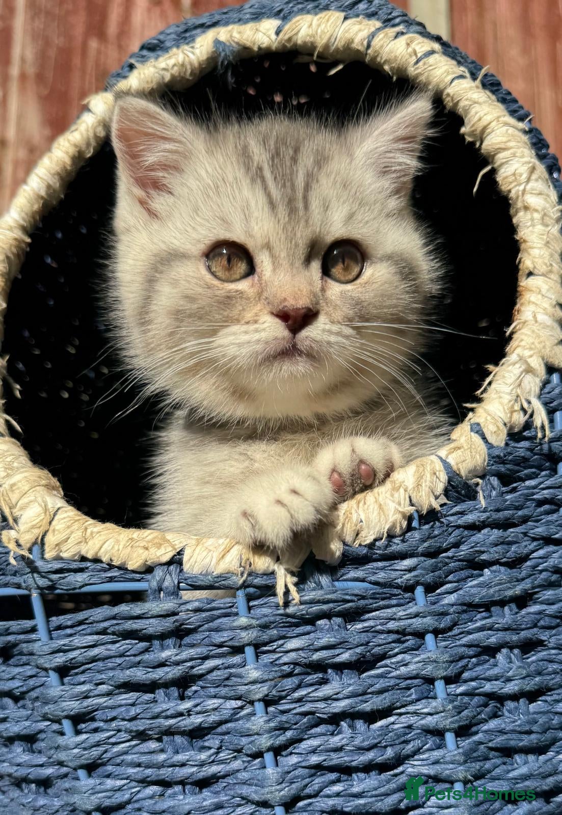 British Shorthair cats *UPDATED* GCCF BSH silver tipped  - Advert 2