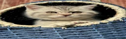 British Shorthair cats for sale: *Ready to leave 2 weeks* GCCF BSH silver tipped  - Advert 16