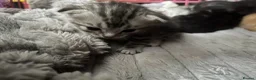 Mixed Breed cats for sale: Snow tabby x ragdoll kittens for sale! - Advert 10