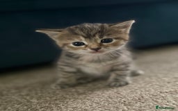 Mixed Breed cats for sale: 4 beautiful tabby kittens for sale  - Image 3
