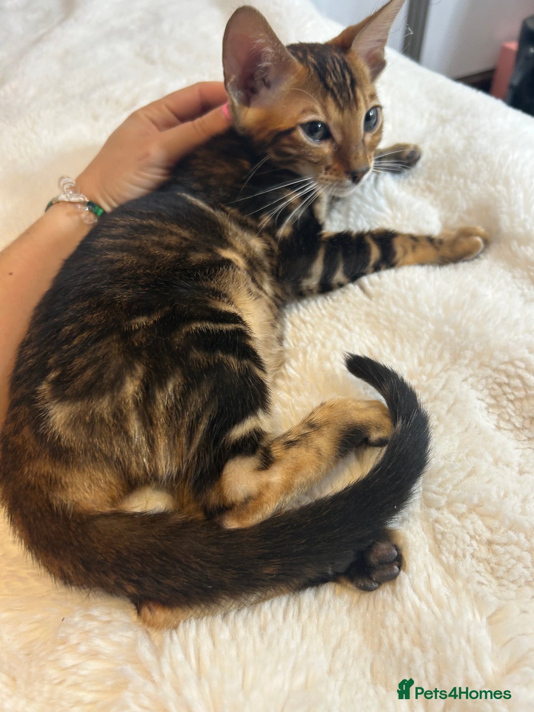 Bengal cats for sale: Champion bloodline Bengal kittens - Advert 22