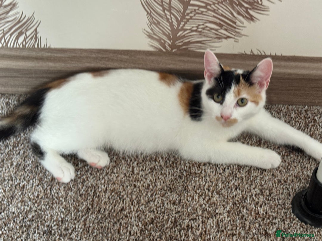Mixed Breed cats for sale: Two mixed breed kittens for sale - Image 2