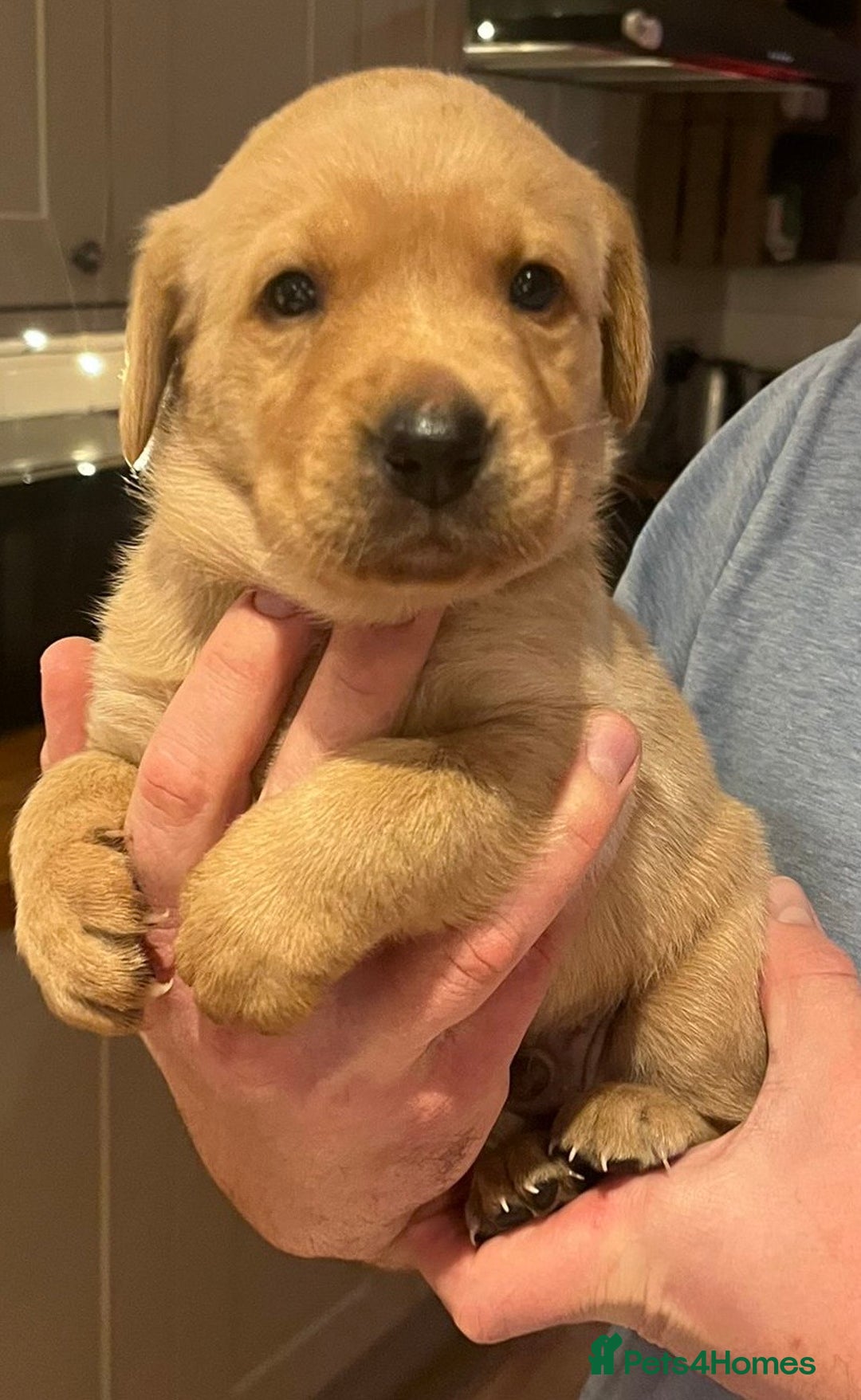 Labrador Retriever dogs for sale: Beautiful Fox Red Labrador Puppies - Advert 5