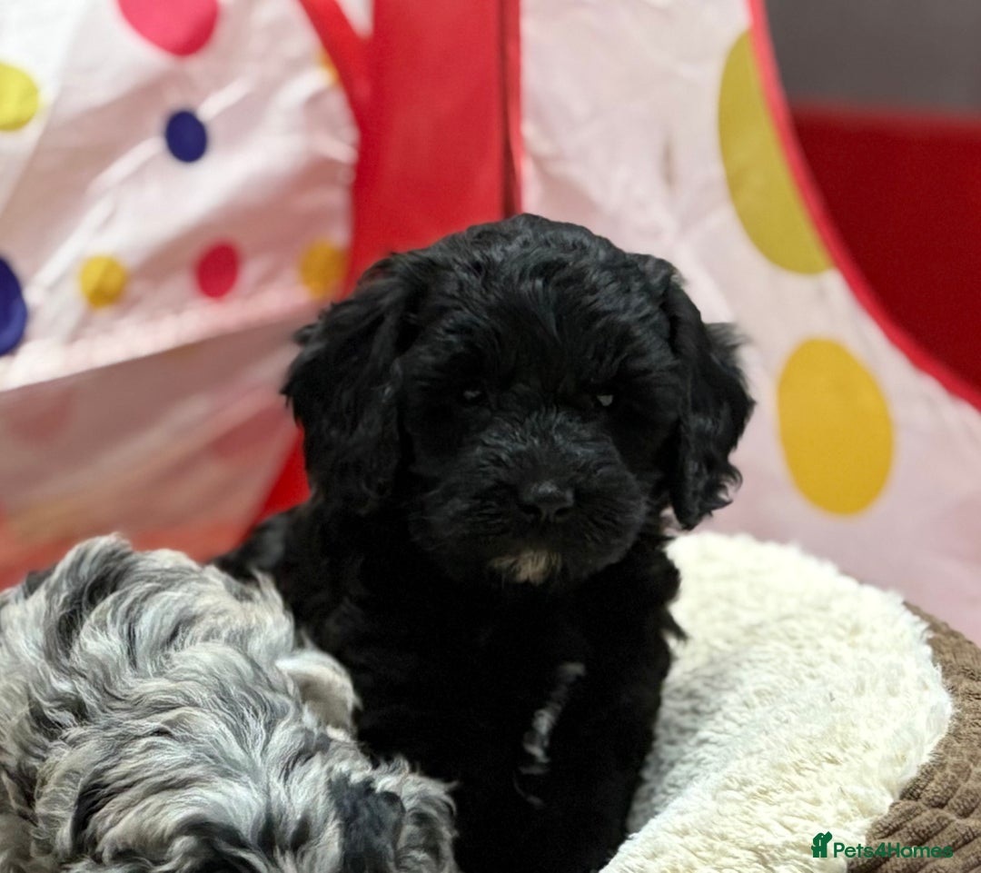 Cavapoo dogs for sale: Beautiful cavapoochon puppies  - Advert 11