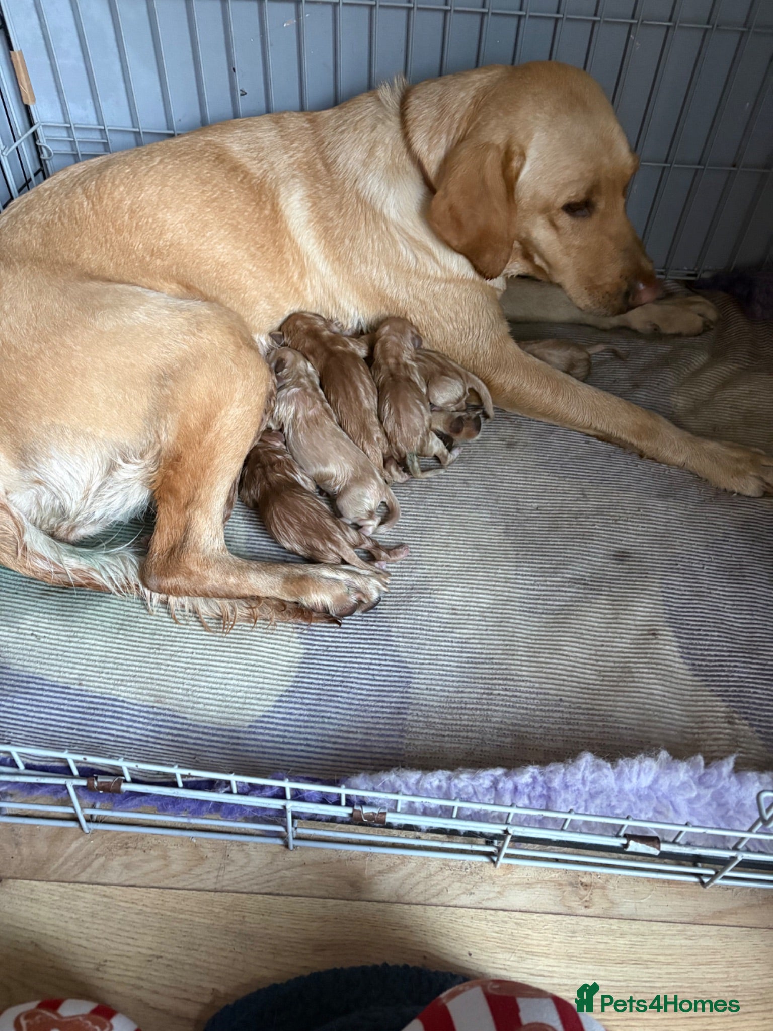 Labrador Retriever dogs Beautiful Labrador puppies for sale  - Advert 1