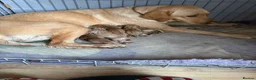 Labrador Retriever dogs for sale: Beautiful Labrador puppies for sale  - Advert 1