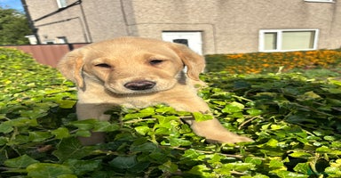 Labrador Retriever dogs - Advert 7