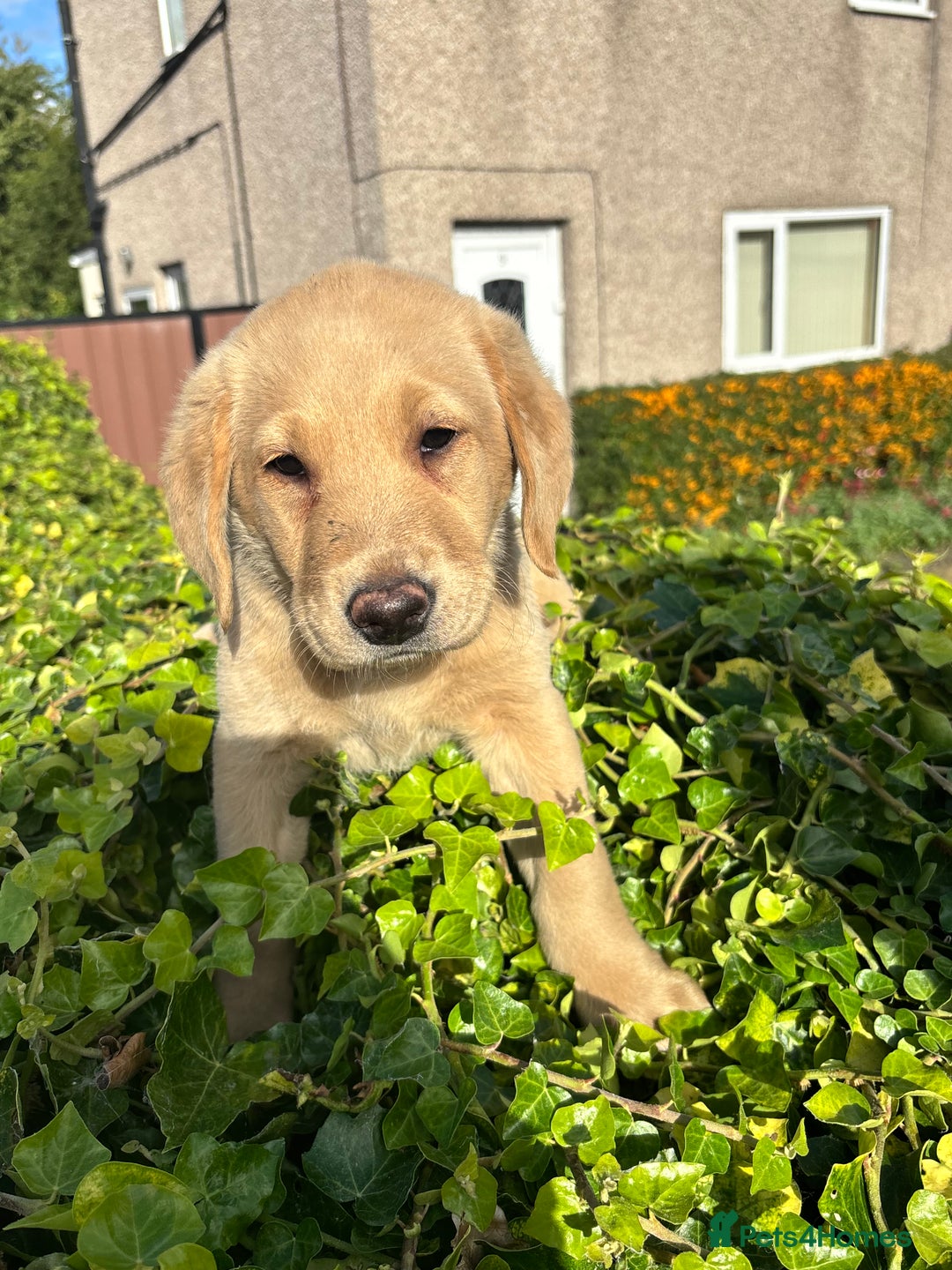 Labrador Retriever dogs for sale: Labrador retrievers  - Image 2