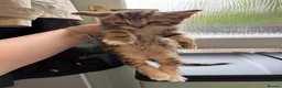 Mixed Breed cats for sale: 5 kittens for sale  - Advert 10
