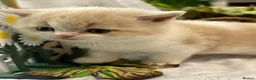 British Shorthair cats for sale: TICA registered BSH kittens  - Advert 7
