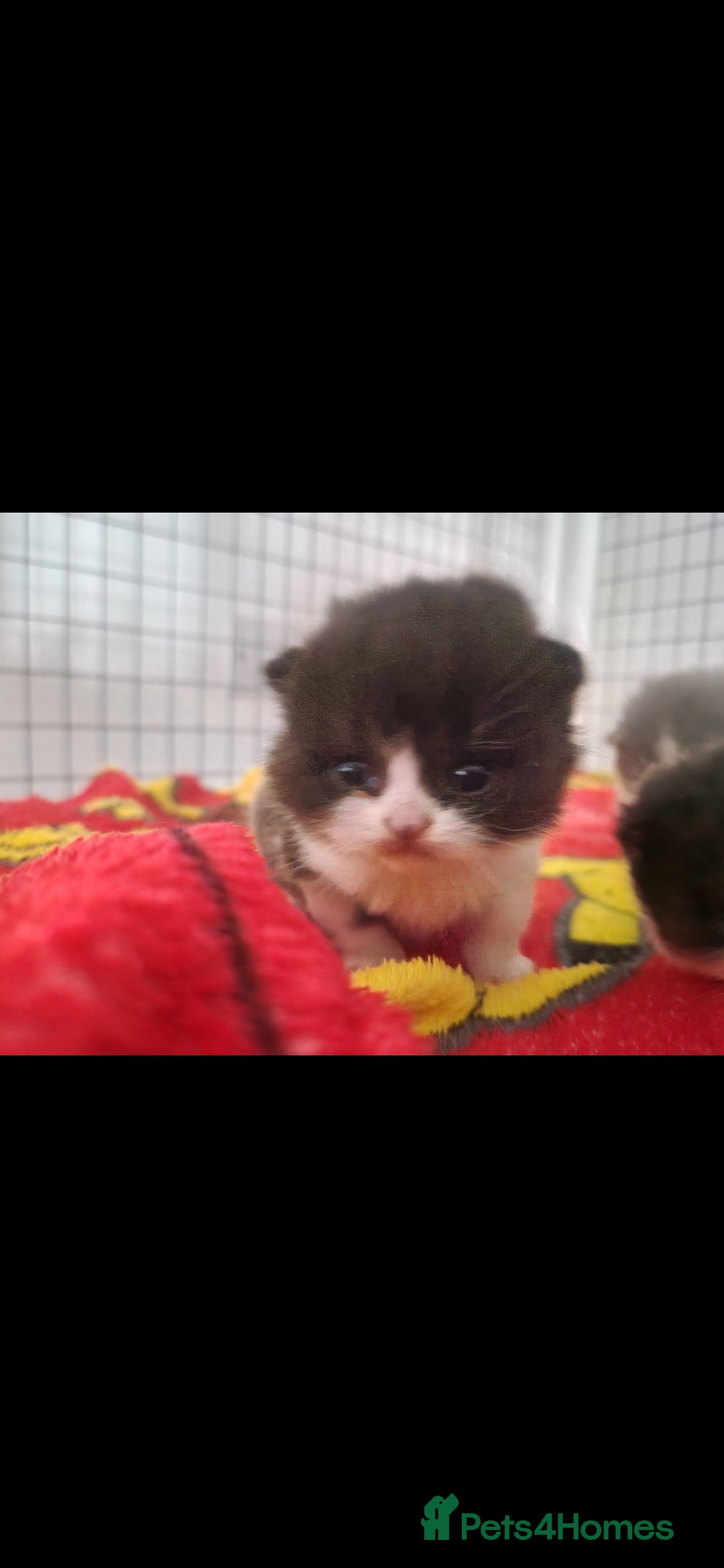 British Shorthair cats for sale: 😍 READY NOW gccf reg British shorthair kittens - Advert 13